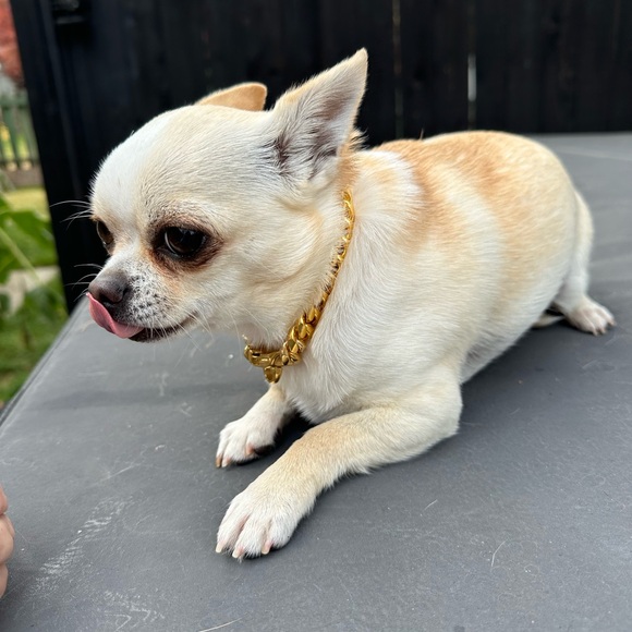 Hip Hop Style 18kt gold plated stainless steel dog collar and tag - 10” chain - Picture 6 of 6